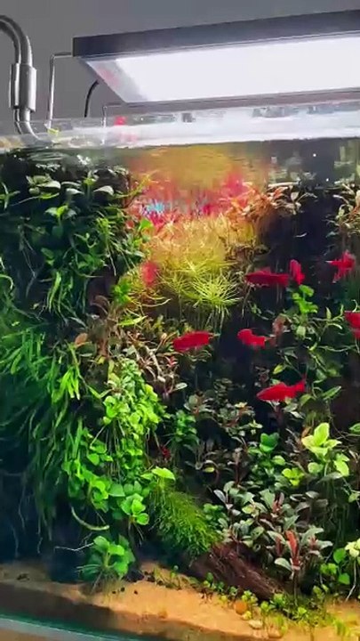 Aquarium
