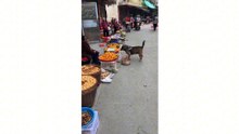 The intelligent dog