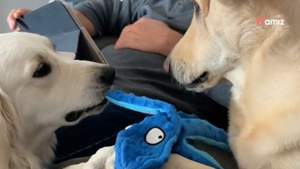 Deux chiennes se « disputent » pour un jouet : la Golden Retriever use d’une stratégie pour arriver à ses fins