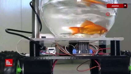 Adana'da yapay zeka ile Japon balığına araba sürdürdüler