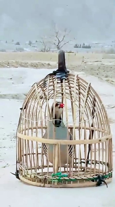 A power full of chakor is a full sound /chakro sound