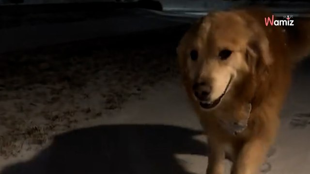 Kobieta budzi w środku nocy swojego psa staruszka, żeby zrobić z nim coś uroczego (video)