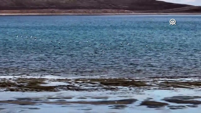 Göç etmeyen flamingoların güvenli liman”ı: Van Gölü havzası
