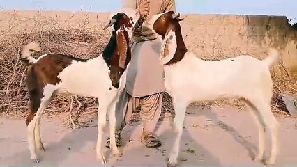 The story of Sindh's foothold goats is the story of the goat