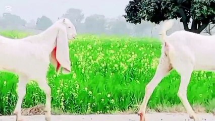 The story of Sindh's foothold goats is the part 2 story of the goat