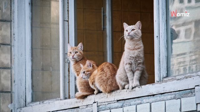 Val-de-Marne : plus de 200 chats saisis dans une association de protection animale pour soupçon de maltraitance