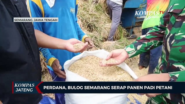 Perdana, Bulog Semarang Serap Panen Padi Petani