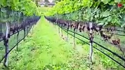 Switzerland Countryside Life🇨🇭Walking in A Fruits paradise📍Thurgau SWITZERLAND