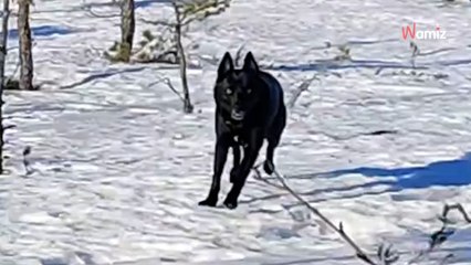 Ce chien senior perd son propriétaire de vue pendant quelques secondes : 18,9K personnes ont le cœur qui palpite (vidéo)