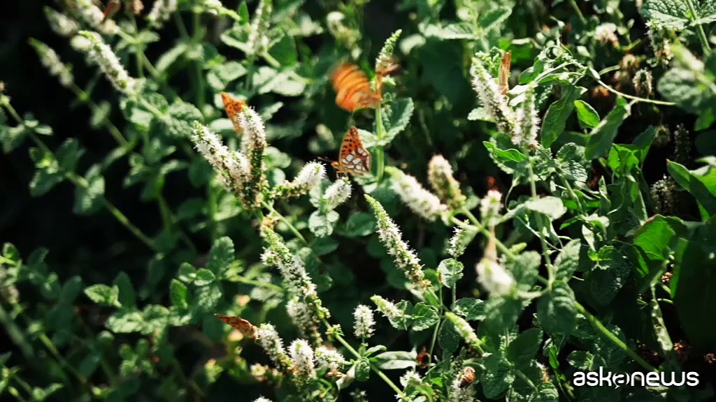 Video La tecnologia al servizio della biodiversità, con sensori e AI