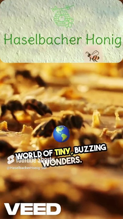 Buzzing Secrets Master Beekeeping at the Vienna Woods! by HASELBACHER Honig