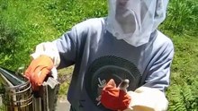 Haselbacher Honig's Video. Höchste Honigqualität. Dein Genuss_ Dein Honig aus dem Wienerwald