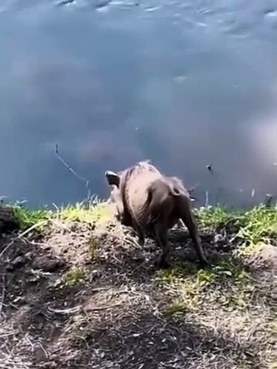 crocodile attacks wild boar