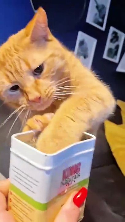 Catnip☠️🤣🤣