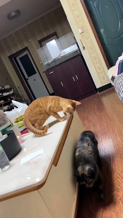 Dramatic cat sneak attack 🐱😹