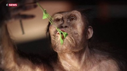 Lucy : les ossements de la célèbre australopithèque exposés pour la première fois en Europe