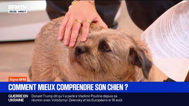 C'est la journée mondiale du chien, mais comment mieux les comprendre ?