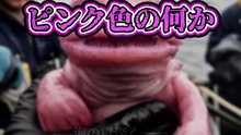 ピンク色の何か!?