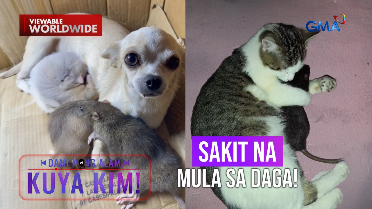 Aso at pusa, super friendly at clingy sa daga?! | Dami Mong Alam, Kuya Kim!