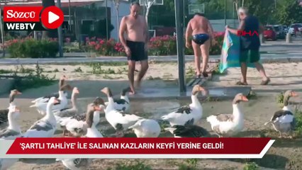 'Şartlı tahliye' ile salınan kazların keyfi yerine geldi!