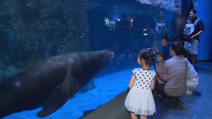 처서 더위 속 실내 아쿠아리움으로...시민들 '북적' / YTN