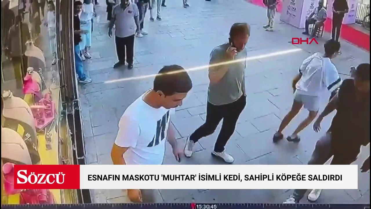 Fatih’te esnafın maskotu 'Muhtar' isimli kedi, sahipli köpeğe saldırdı