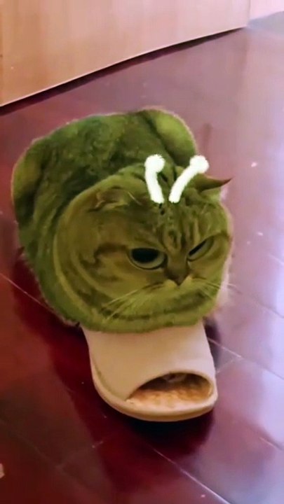 alien cat
