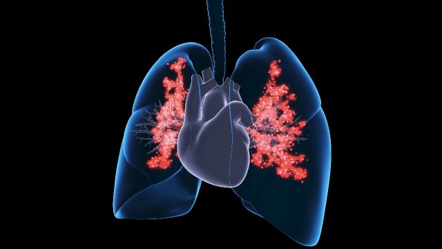 Health 360: Pigeons linked to rising lung ailments in cities