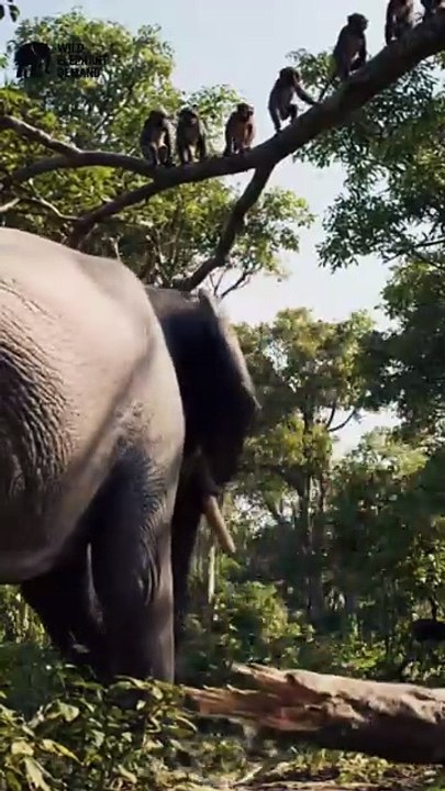 #wildelephantdemand 1/18