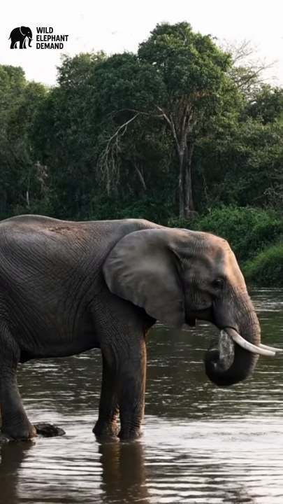#wildelephantdemand 1/22