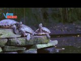 Amazing Sea Turtles in the Wild | Ocean Life Short Documentary Compilation