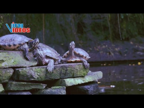 Amazing Sea Turtles in the Wild | Ocean Life Short Documentary Compilation