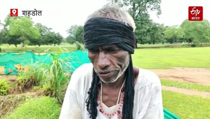 आदिवासियों की सेहत का राज एयर पोटैटो, पेट की बीमारी के लिए राणबाण