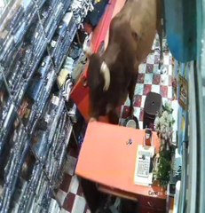 दुकान में सांड घुसा: व्यापारी ने भागकर बचाई जान