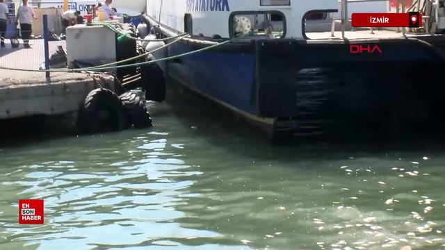 İzmir Körfezi'nde balık ölümleri arttı