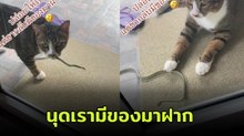 แม่หัวจะปวดเลย เมื่อเจ้าเหมียวเอาของมาฝากแบบนี้