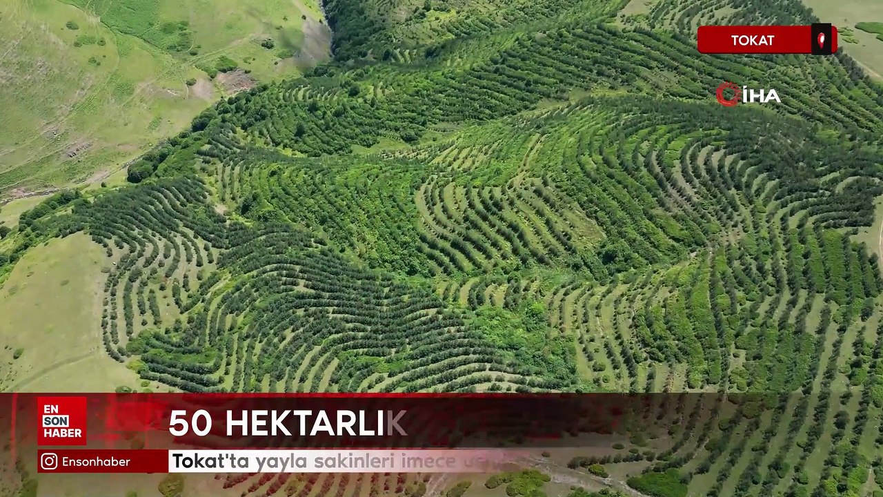 Tokat'ta yayla sakinleri imece usulü çalışarak bozkırı ormana dönüştürdü