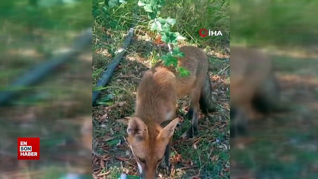 Tekirdağ'da sıcaktan bunalan tilkiye vatandaş su ikram etti