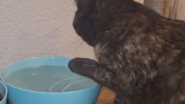 Cat dips paw in bowl and licks it to drink water in adorably unusual fashion