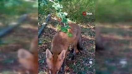 Ormanda Hayata Dokunan An: Vatandaş Tilkiye Su Uzattı