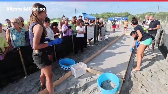 Si schiudono le uova, le tartarughine prendono il largo a Punta Marina: video