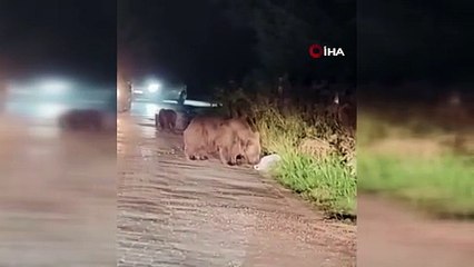 Her an karşınıza ayı çıkabilir