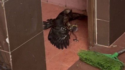 Hawk catches a mouse inside the house and refuses to let it get away