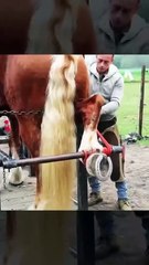 Horse shoe restoration | Horse shoe cleaning