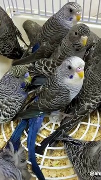 Beautiful black budgies ❤️ 😍 rare budgies parrot 🦜 ♥️ #shorts #viral #viralshort #trending #budgies
