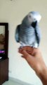Hand tamed African grey parrot_Flight training_