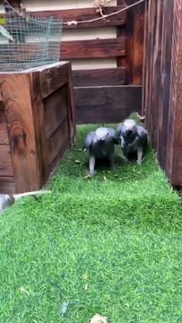 African grey parrot baby #mabirdcare #birds #parrotspeak #cute #babyparrot #parrot #babybird