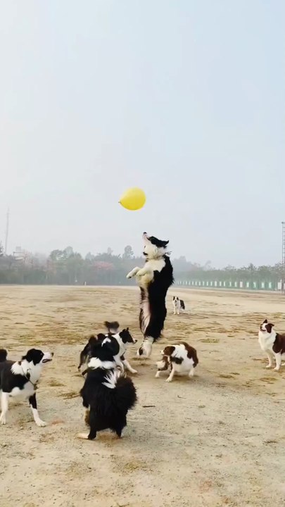 Dogs Vs Dogs football match