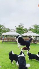 Dogs Vs Dogs playing a Match