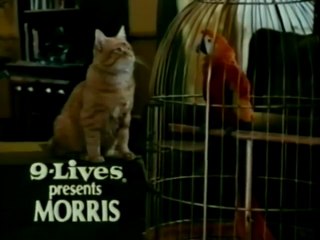 9Lives Morris the Cat - Parrot